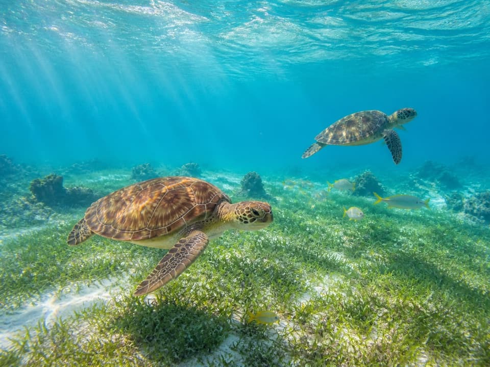 Tortugas marinas nadando sobre pastos marinos en aguas claras cerca de St. Thomas.
